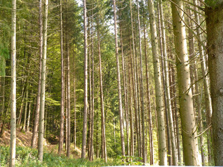 Fototapeta premium Old growth forest