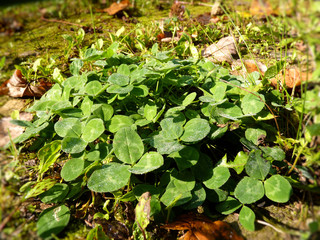 Green clover background with drops