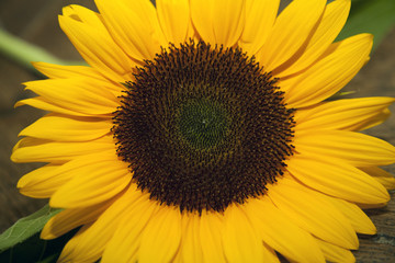 Obraz premium Sunflower
