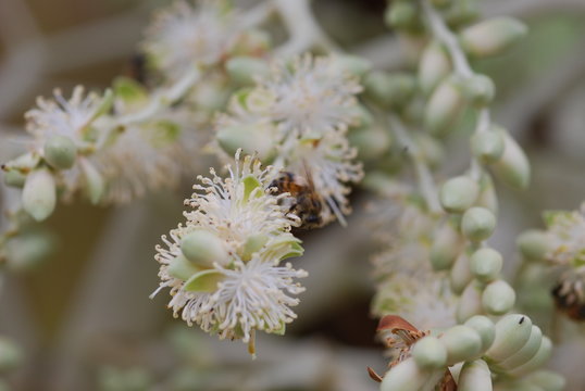 Pfirsischpalme Bl&uuml;te