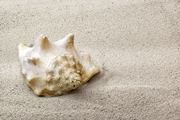 Sea shell on sand