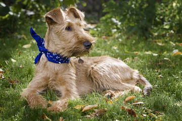 irish terrier