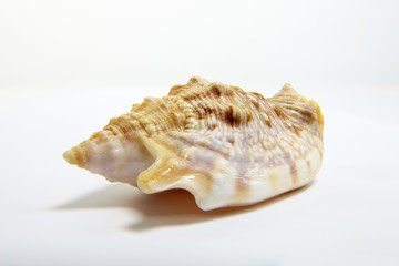 Schnecke 06