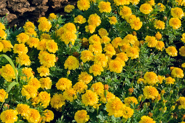 Colorful flowers on outdoor flowerbed