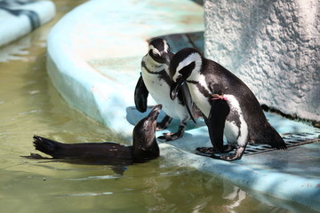 Naklejka premium 親子ペンギン (東京・上野動物園)