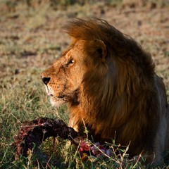 Supper of a lion.
