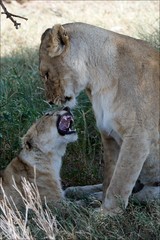 Lioness and young lion.