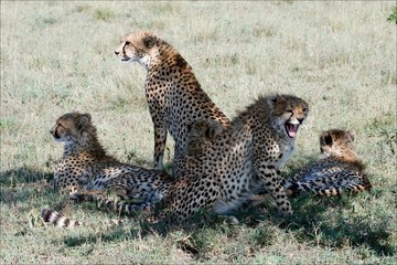 Five cheetahs.