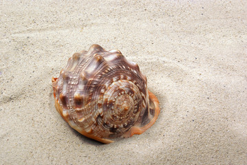Fototapeta na wymiar Sea shell on sand