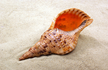 Sea shell on sand
