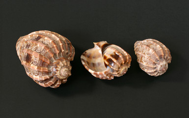 Three sea shells isolated on black background
