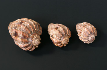 Three sea shells isolated on black background