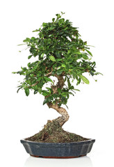 classic bonsai