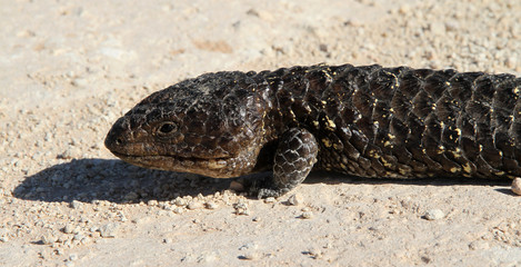 lézard d'australie