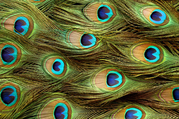 Peacock feather background.