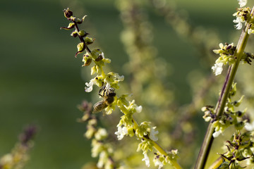 Fototapeta premium Bee on flower