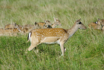 Rehe