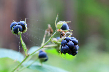 Berries of blackberry on a sprig