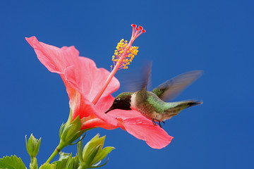 Male Ruby-throated Hummingbird (archilochus colubris)