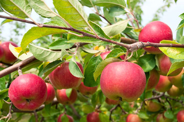 Red apples on apple tree branch