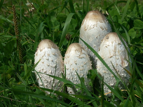 coprins chevelus