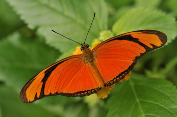 papillon le Dryasjulia (le Flambeau),  originaire de Guyane, 