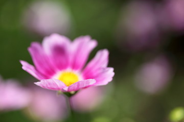 コスモス (昭和記念公園)