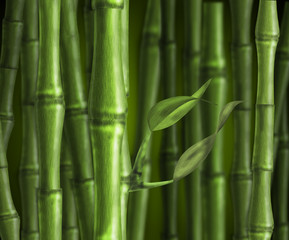 Fototapeta na wymiar awesome green stalks of bamboo in a bamboo forest