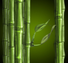Fototapeta premium awesome green stalks of bamboo on a green round gradient