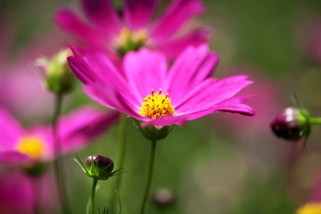 コスモス (昭和記念公園)