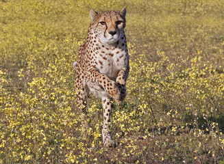 sprintender Gepard