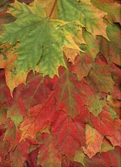 Background with autumn maple leaves