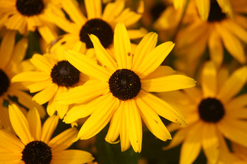 yellow daisy flowers