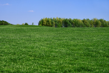 Grass on a golf course