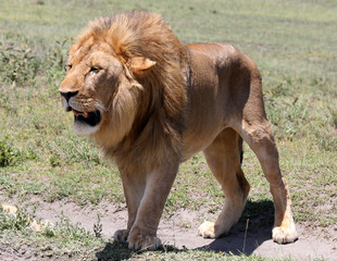 Leone maschio Kenya