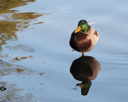 Equilibriste