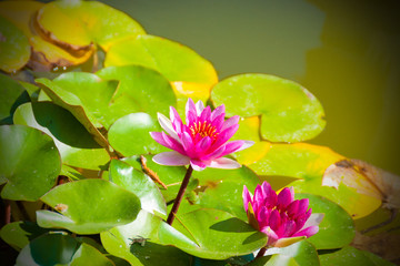 Two pink water lilies in a pond