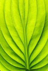 green leaf