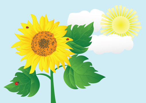 sunflower with ladybugs. vector illustration.