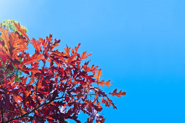 Eichen-Zweige-Herbst