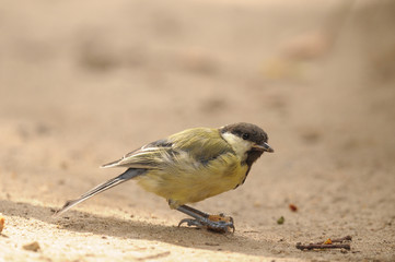 mésange charbonnière 4