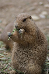 CANE DELLA PRATERIA