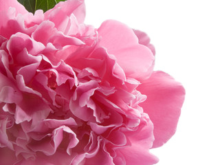 Fototapeta premium pink peony