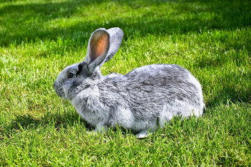 Rabbit
