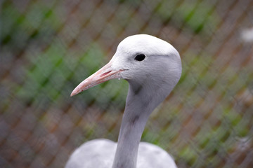 White heron