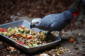 Fototapeten Gray parrot Jaco © Sergey Ryzhov