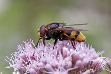 Volucella zonaria, Hornissenschwebfliege - Horned mimic hoverfly