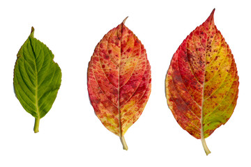 Hydrangea leaves isolated