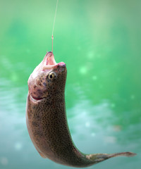 The caught rainbow trout from a mountain stream. - 26104765