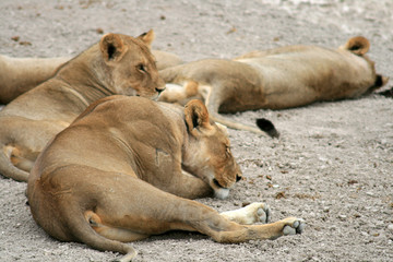 Repos des lions